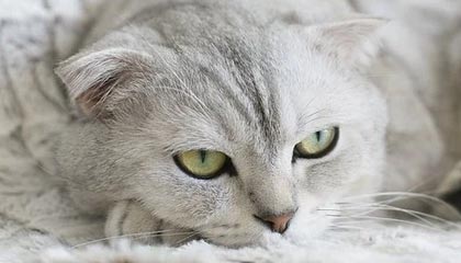 开云体育APP-PSG.LGD阵容深度不断增强,psg lgd队服