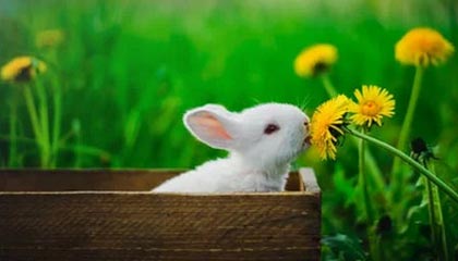 开云体育APP-PSG.LGD阵容深度不断增强，psg lgd队服